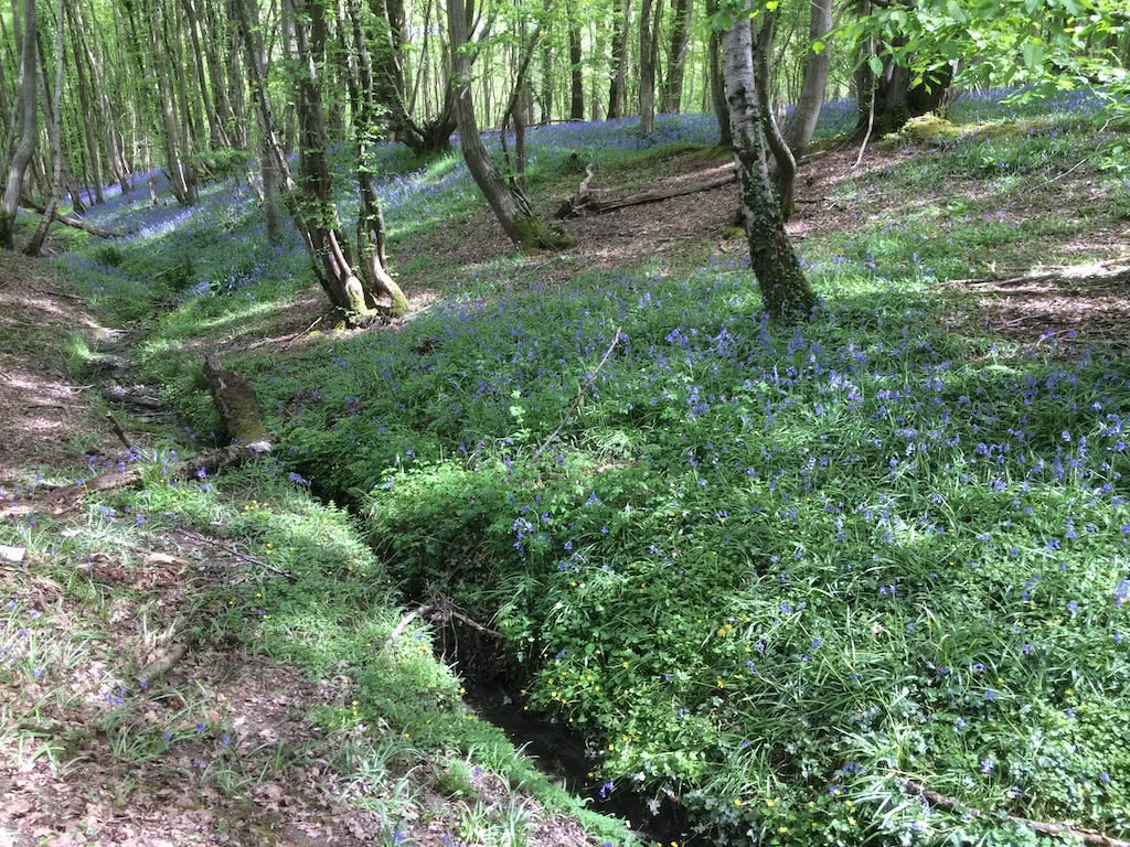 Stream with bluebells