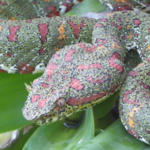 Coral coloured eyelash viper