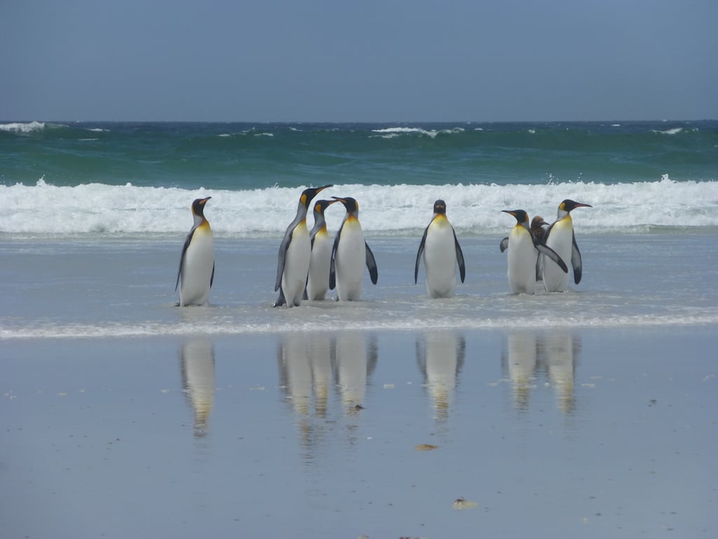 King Penguins going to sea