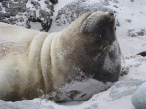 Young elephant seal