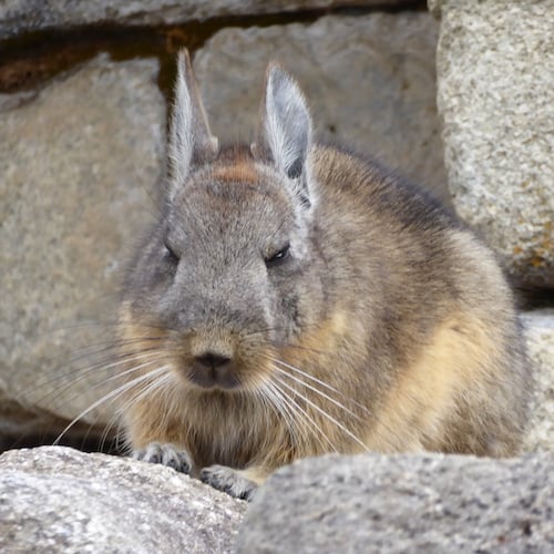 Peruvian Rabbit