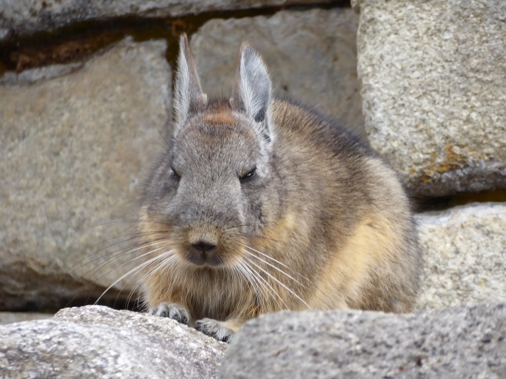 Peruvian Rabbit