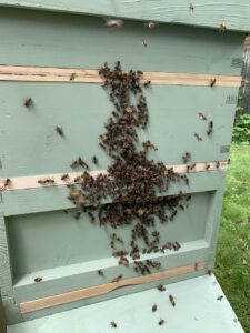 Bees - front of hive