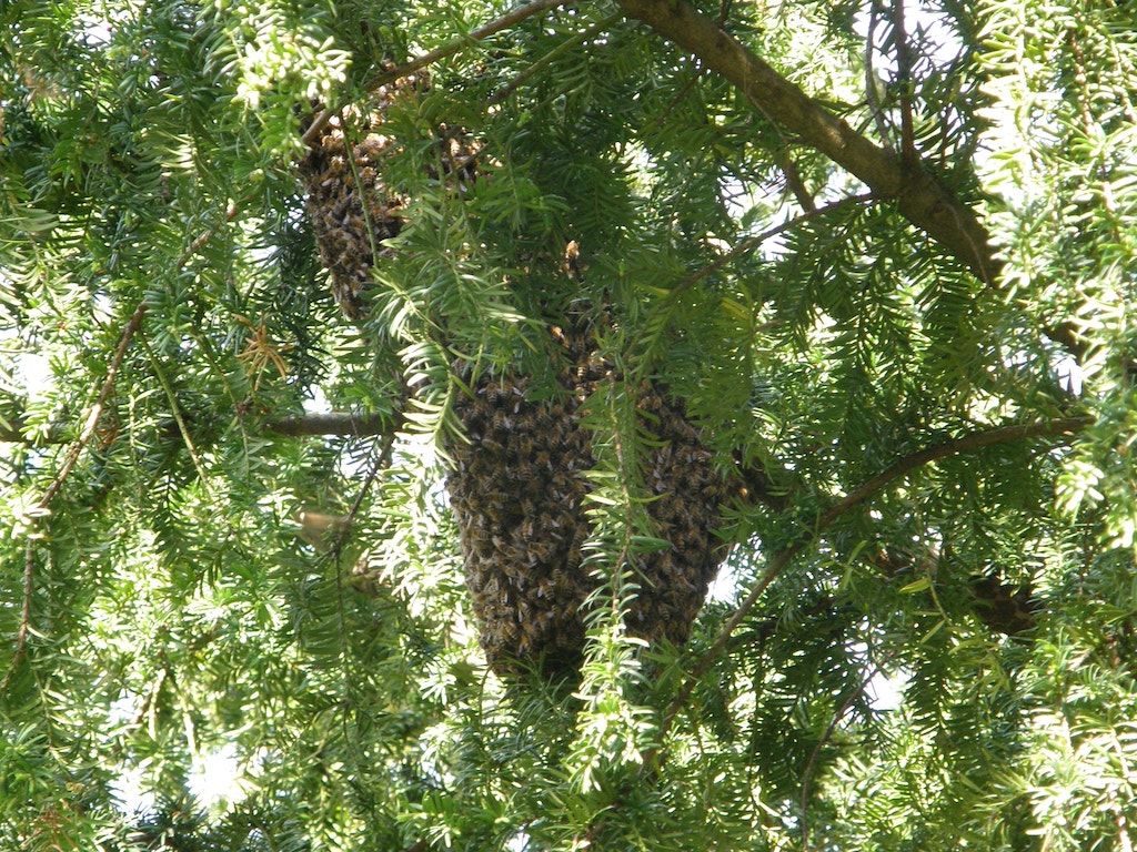 Bees swarming in a tree