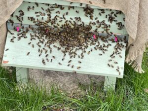 Bee hive landing board