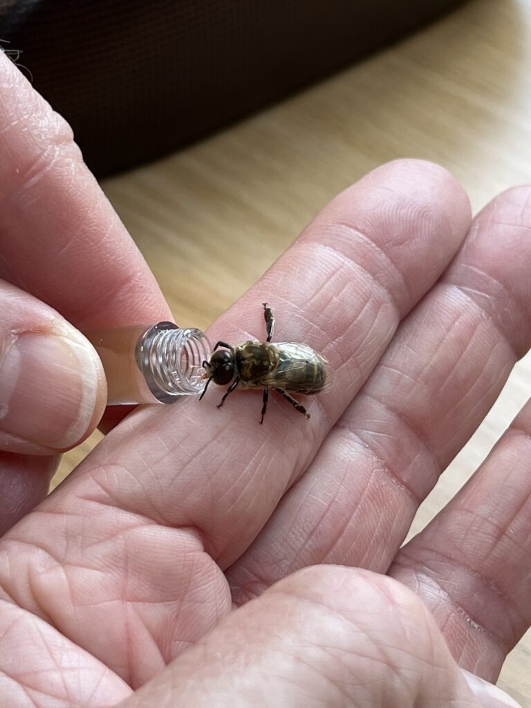 Newly emerged drone bee