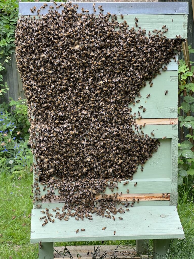 Bearded bee hive