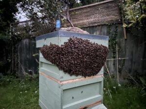Bearded bee hive at night
