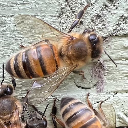 Close-up of bee on hive