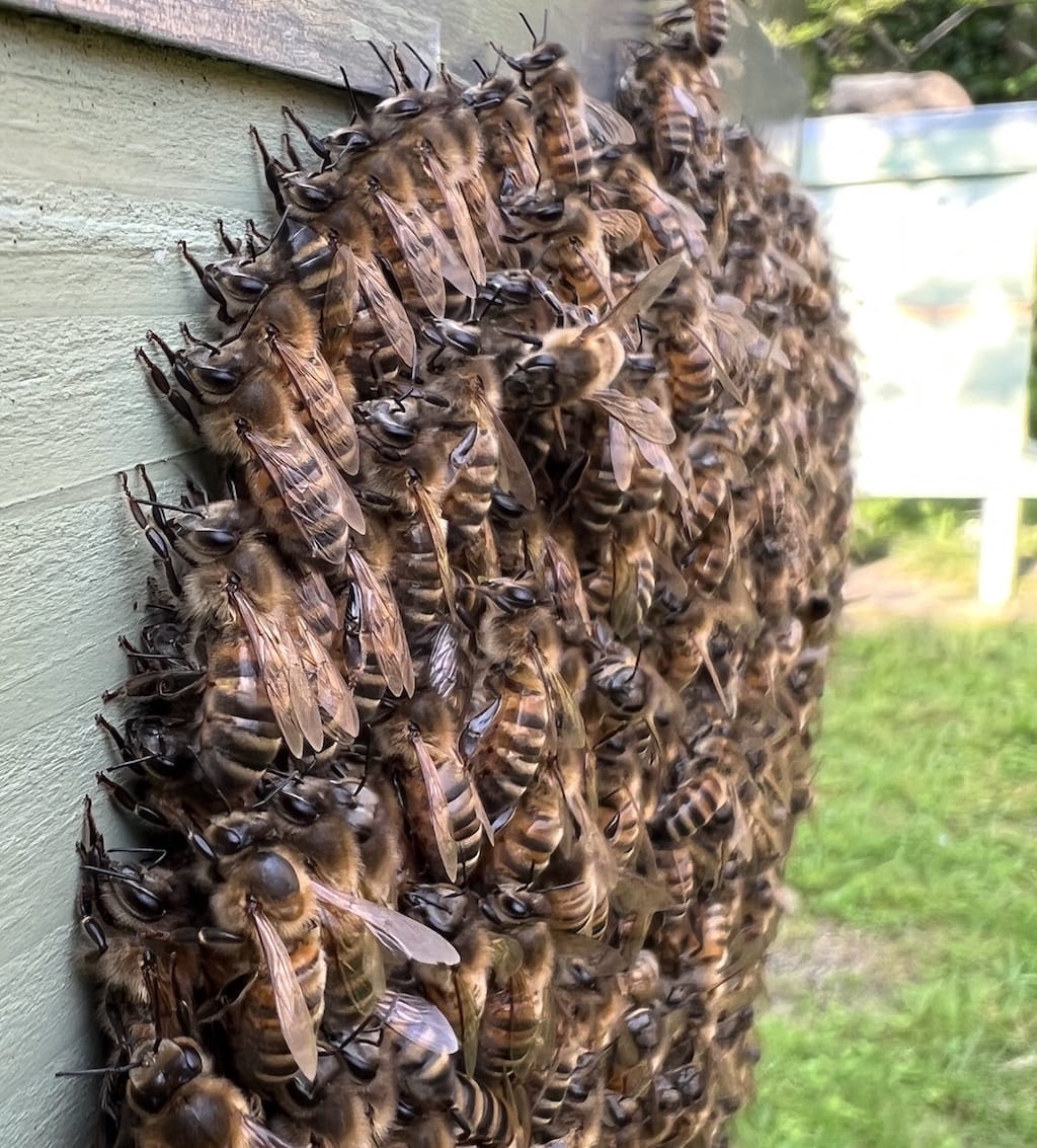 Bees lined up on hive front