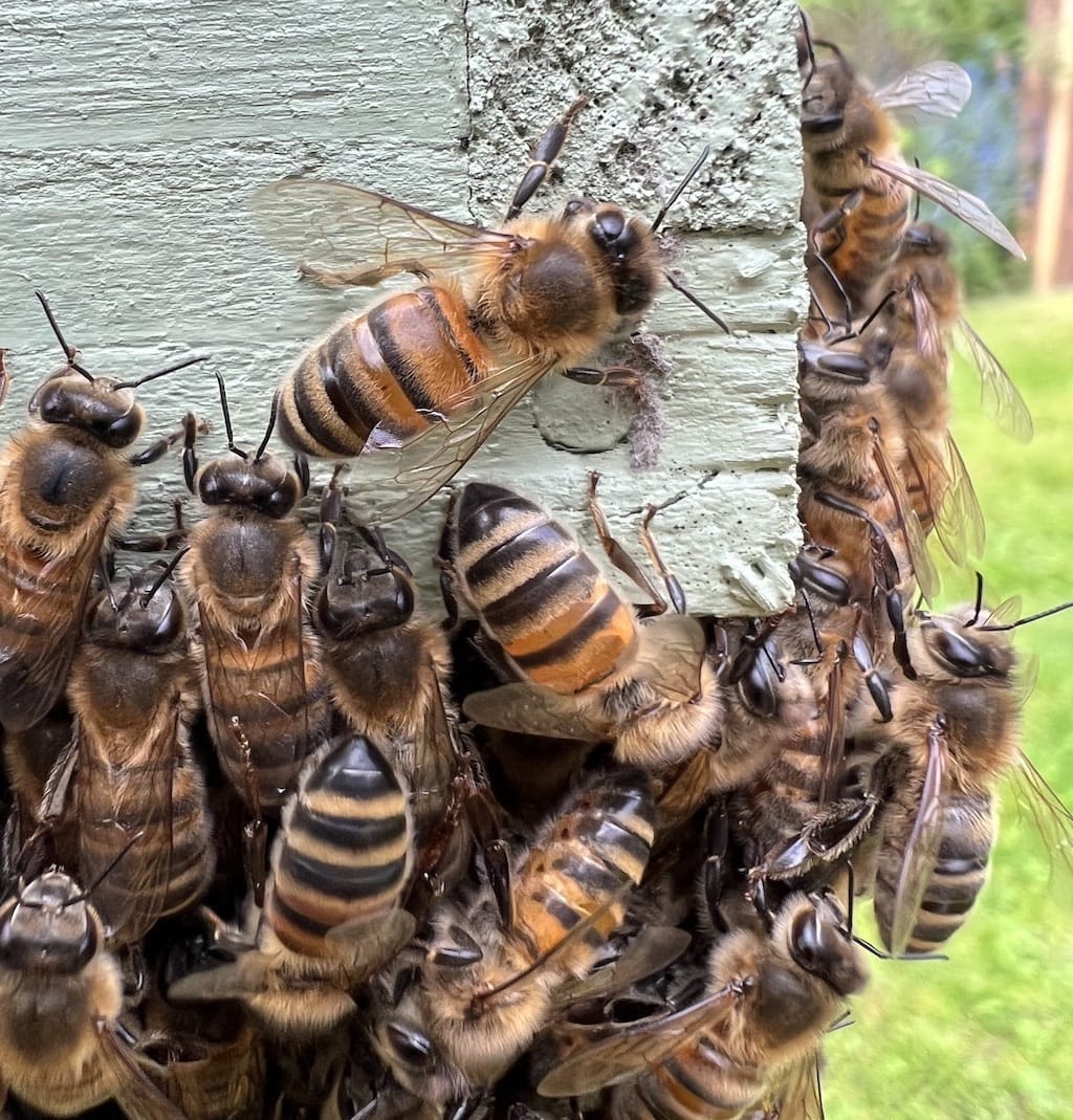 Bees on hive corner