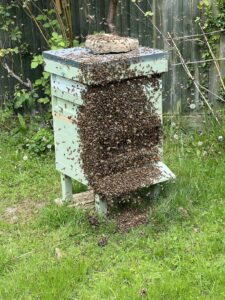Swarming bee hive