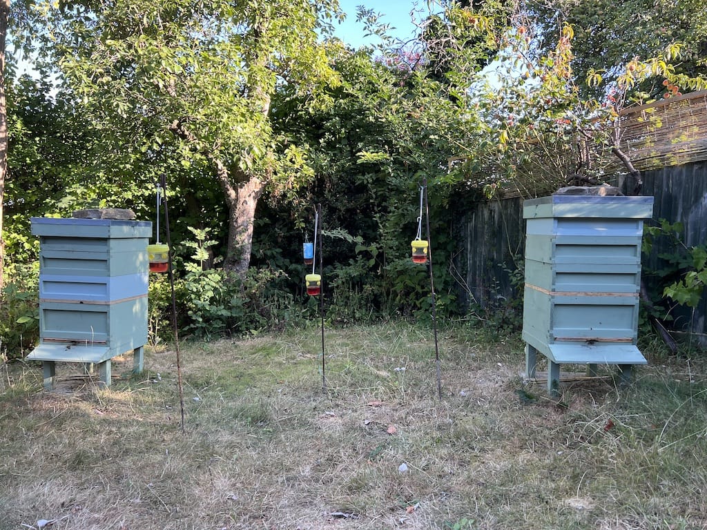 Wasp traps in the apiary