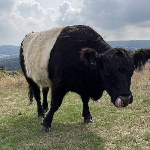 A Belted Galloway