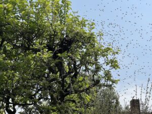 Swarm in a tree