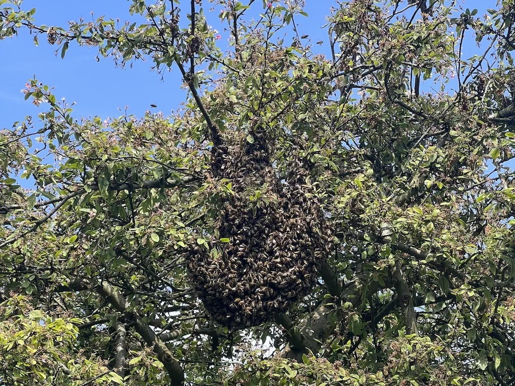Swarm in an apple tree