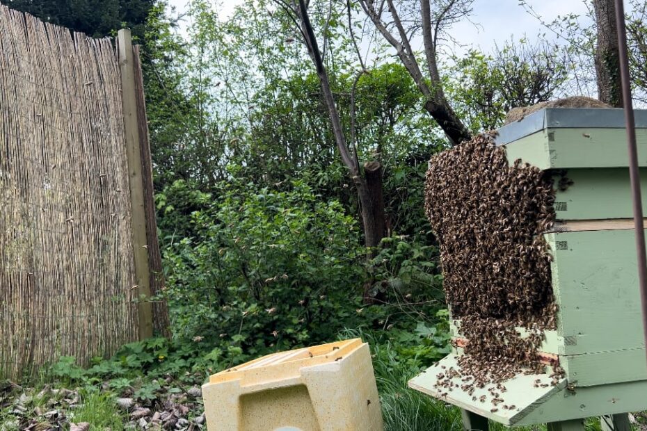 Bee hive and poly nuc